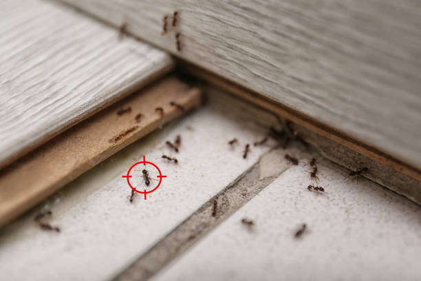 Flea Control Services in Emeryville, CA