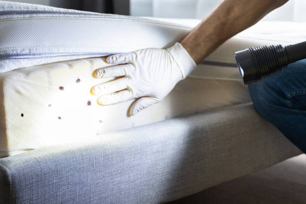 Best Rat Extermination Near Me  in Emeryville, CA
