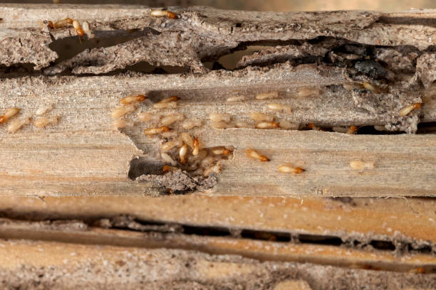 Best Ant Control Services  in Emeryville, CA